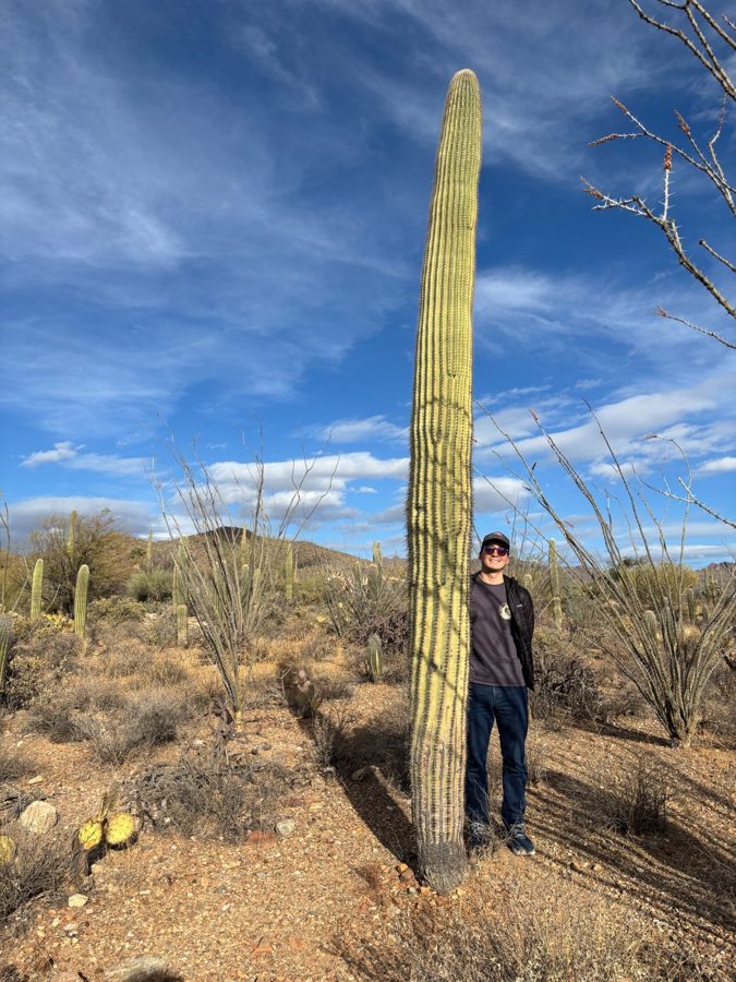 Desert ecosystem with saguaro cactus