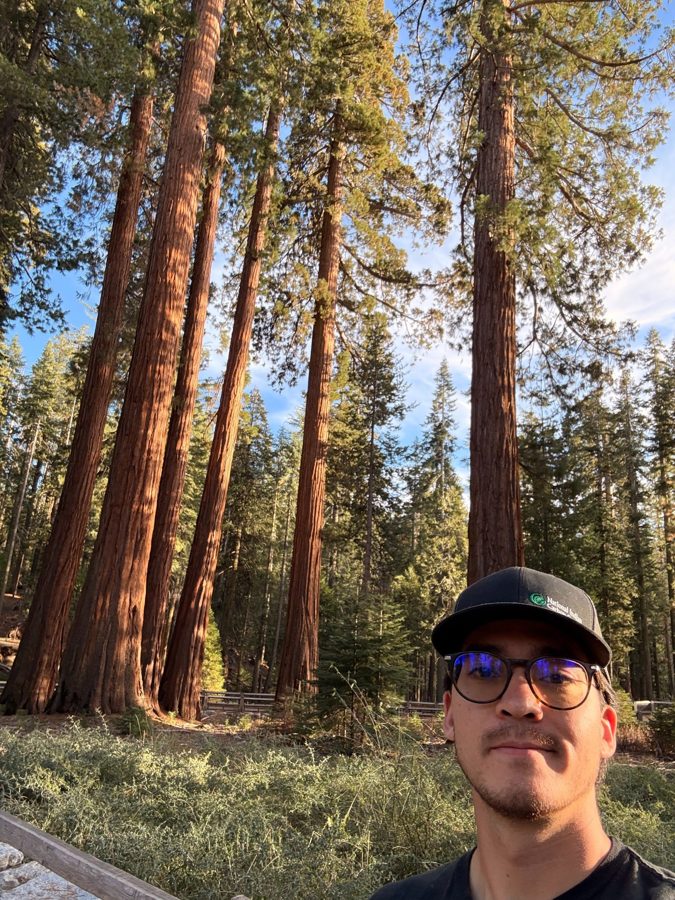 Redwood forest landscape