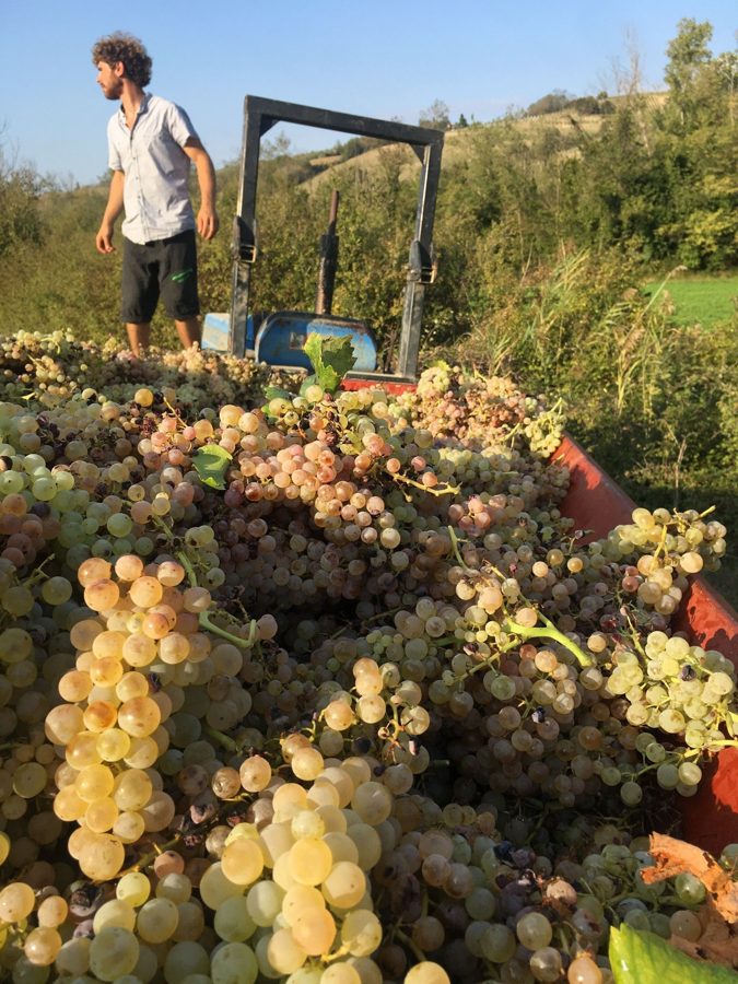 Grape harvest in Italy