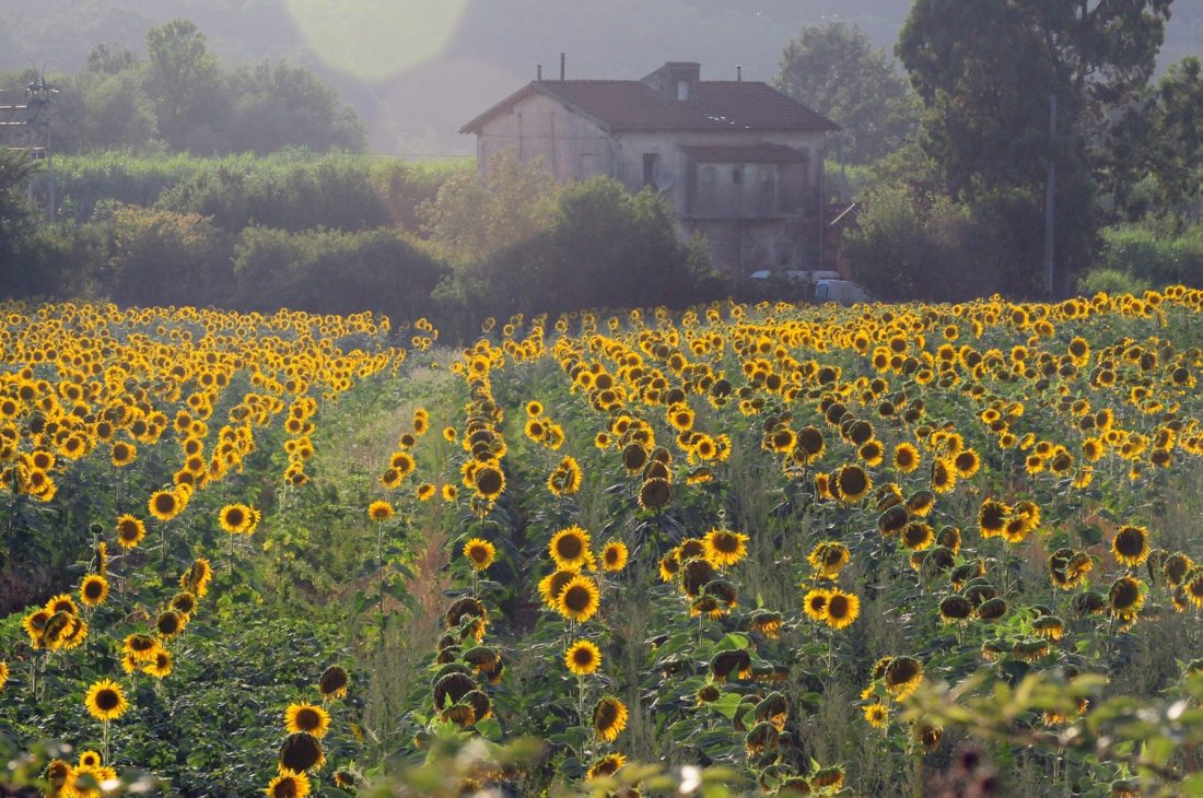 Sunflower field in Italy