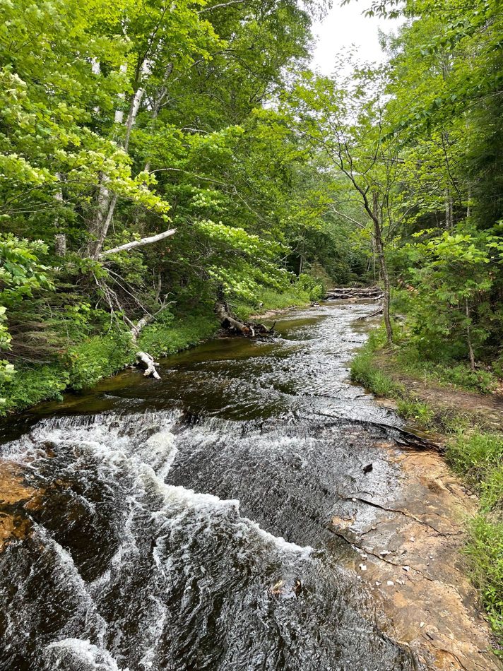 Forested stream and water quality landscape