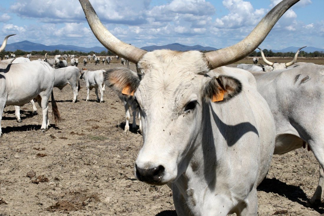 Cattle on working lands